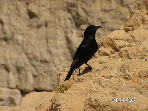 Grande Rosa di Maria, deserto della Giudea Mar Morto vera Rosa di