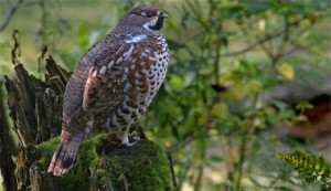 francolino-di-monte2_scheda_specie_grande